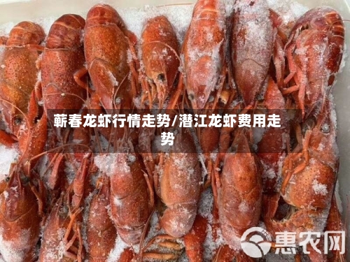 蕲春龙虾行情走势/潜江龙虾费用走势