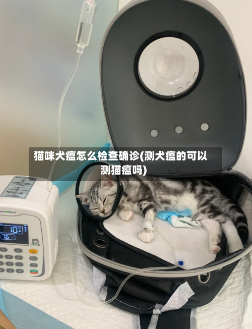 猫咪犬瘟怎么检查确诊(测犬瘟的可以测猫瘟吗)