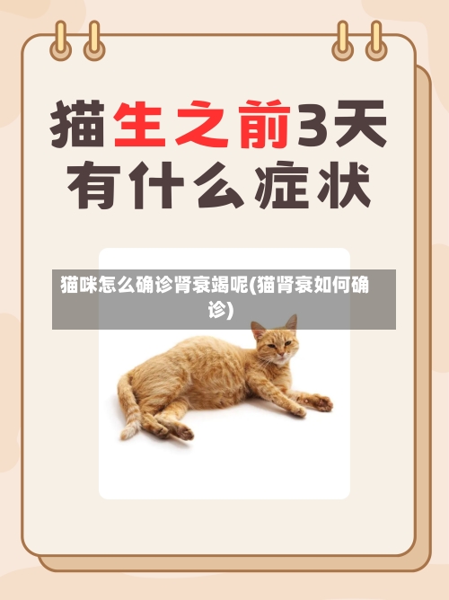猫咪怎么确诊肾衰竭呢(猫肾衰如何确诊)