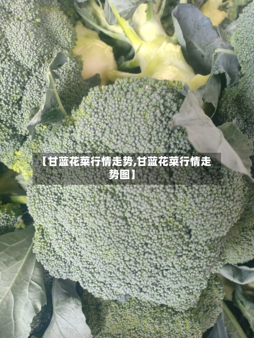 【甘蓝花菜行情走势,甘蓝花菜行情走势图】-第2张图片