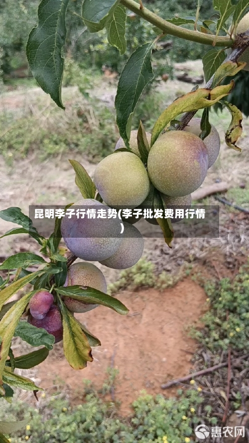 昆明李子行情走势(李子批发费用行情)-第2张图片