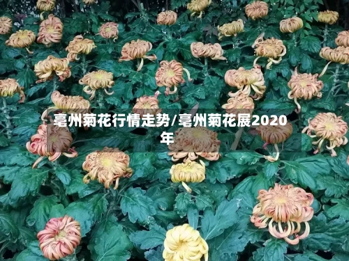 亳州菊花行情走势/亳州菊花展2020年