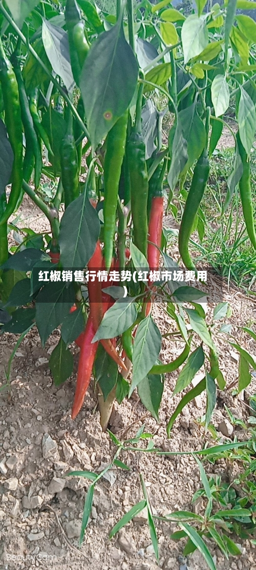 红椒销售行情走势(红椒市场费用)-第2张图片
