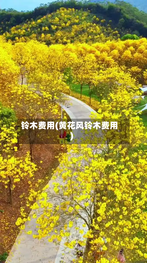 铃木费用(黄花风铃木费用)-第2张图片