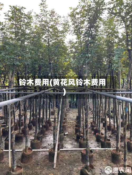 铃木费用(黄花风铃木费用)-第3张图片