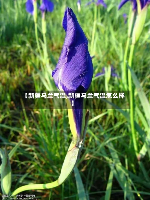 【新疆马兰气温,新疆马兰气温怎么样】-第2张图片