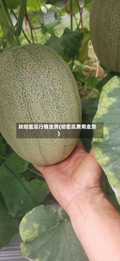 秋哈蜜瓜行情走势(哈密瓜费用走势)-第2张图片
